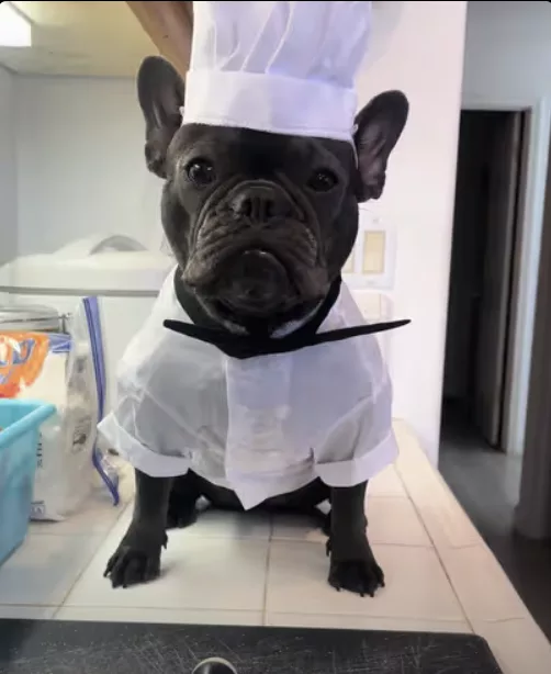 Frenchie Chef makes her favorite dish !